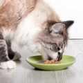 猫娱乐吃瓜酱,娱乐圈幕后大佬的逆袭之路