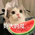 娱乐吃瓜酱内向的小猫,内向小猫的娱乐吃瓜日常