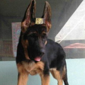 德国牧羊犬俱乐部,推动中国德牧事业发展的先锋力量