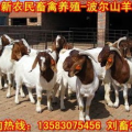 波尔山羊价格,品种、地区、市场动态一览”